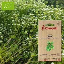 Mâche dorée &nbsp; bigarrée de huy- graines b