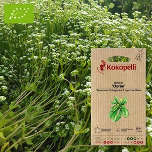 Mâche dorée &nbsp; bigarrée de huy- graines b