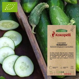 Concombre ankashino- graines bio à semer