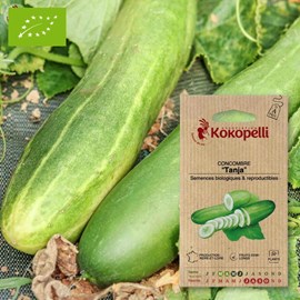 Concombre tanja- graines bio à semer