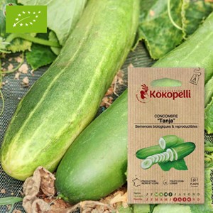 Concombre tanja- graines bio à semer