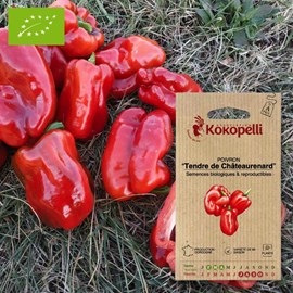 Poivron tendre de châteaurenard- graines