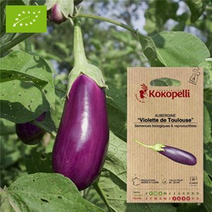 Aubergine violette de toulouse- graines