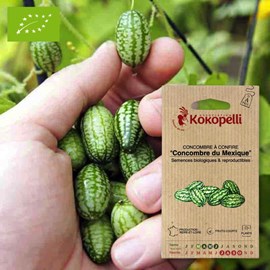 Concombre à confire concombre du mexique