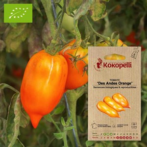 Tomate des andes orange- graines bio à s