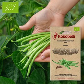 Haricot mangetout oxinel- graines bio à