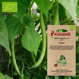 Haricot talisman- graines bio à semer