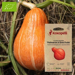 Courge maxima potimarron à gros fruits-