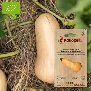 Courge moschata butternut waltham- grain
