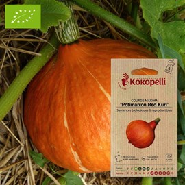 Courge maxima potimarron red kuri- grain