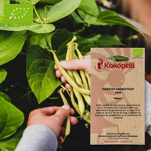 Haricot mangetout major- graines bio à s