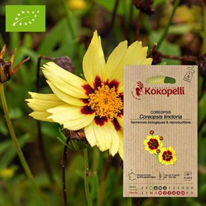 Coreopsis coréopsis des teinturiers- gra