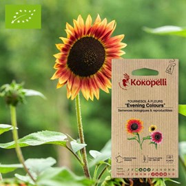 Tournesol à fleurs evening colors- grain