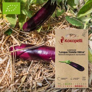 Aubergine longue violette hâtive- graine