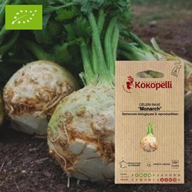 Céleri rave monarch- graines bio à semer