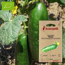 Concombre heiwa- graines bio à semer
