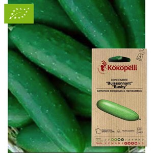 Concombre buissonnant bushy- graines bio