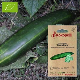 Concombre shintokiwa- graines bio à seme