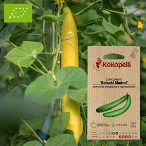 Concombre satsuki madori- graines bio à