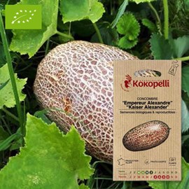 Concombre empereur alexandre- graines bi