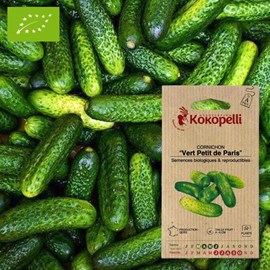Cornichon vert petit de paris- graines b