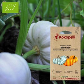 Courge pepo baby boo- graines bio à seme