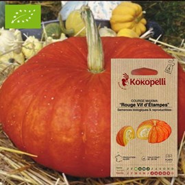 Courge maxima rouge vif d'étampes- grain