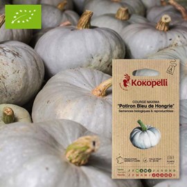 Courge maxima potiron bleu de hongrie- g