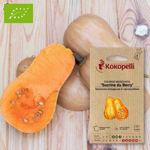Courge moschata sucrine du berry- graine