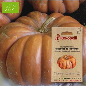 Courge moschata musquée de provence- gra