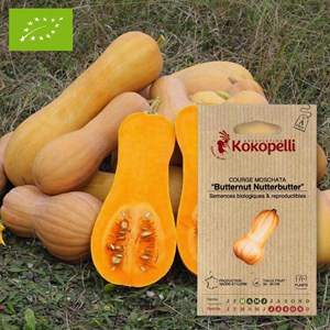 Courge moschata butternut nutterbutter-