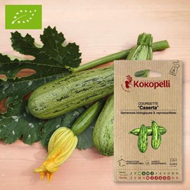 Courgette caserta- graines bio à semer