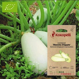 Courgette blanche d'égypte- graines bio