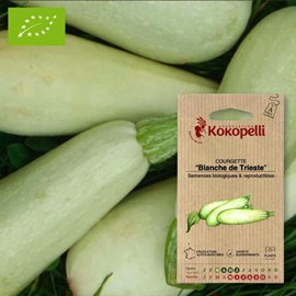Courgette blanche de trieste- graines bi