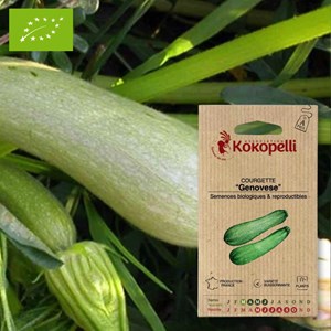 Courgette genovese- graines bio à semer