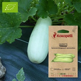 Courgette odessa- graines bio à semer