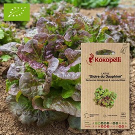 Laitue gloire du dauphiné- graines bio à