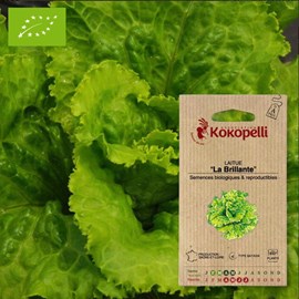 Laitue la brillante- graines bio à semer
