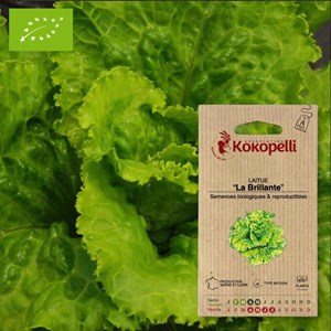 Laitue la brillante- graines bio à semer