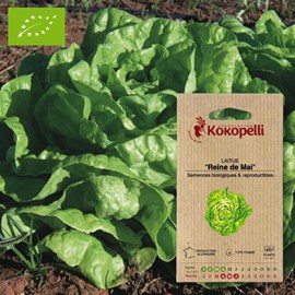 Laitue reine de mai- graines bio à semer