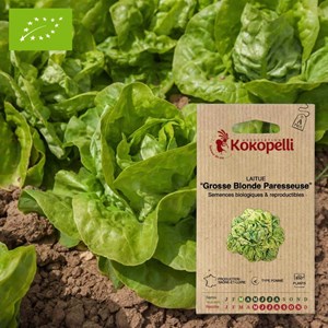 Laitue grosse blonde paresseuse- graines