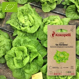 Laitue de verrières- graines bio à semer