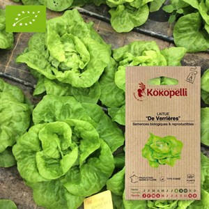 Laitue de verrières- graines bio à semer