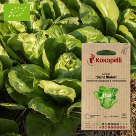 Laitue saint blaise- graines bio à semer