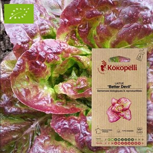 Laitue better devil- graines bio à semer