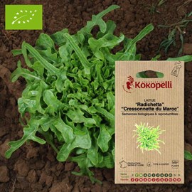 Laitue radichetta cressonnette du maroc-