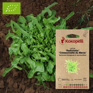 Laitue radichetta cressonnette du maroc-