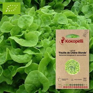 Laitue feuille de chêne blonde