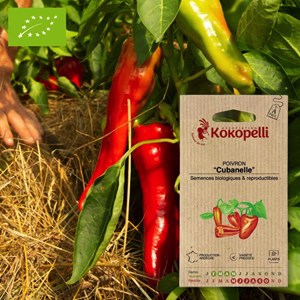 Poivron cubanelle- graines bio à semer