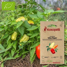 Poivron alba regia- graines bio à semer